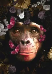 150x100 / 120x80 / 90x60cm - Exclusive - KRUGER - Planet of the Apes - Glasschilderij - meubelboutique.nl