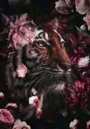 150x100 / 120x80 / 90x60cm - Exclusive - KRUGER - Tijger Jungle Paars - Glasschilderij - meubelboutique.nl