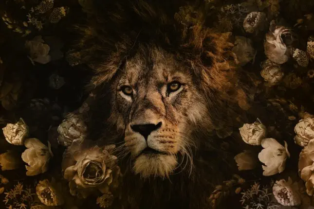 100x150 / 80x120 / 60x90cm -  Exclusive - KRUGER - Dieren - A Lion's Portrait Leeuw - Glasschilderij - meubelboutique.nl