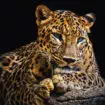 glasschilderij-luipaard