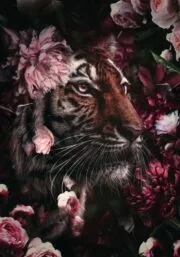 150x100 / 120x80 / 90x60cm - exclusive - kruger - tijger jungle paars - glasschilderij - meubelboutique. Nl